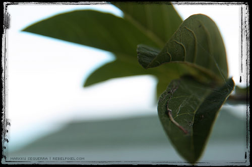 Leaves & cobwebs.