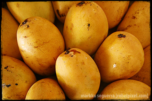 Mangoes. Lubao, Pampanga. 2007.