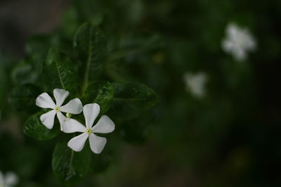 White flowers.